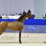 Senior Mare Silver Champion: AJ Tarim (Emerald J X Espinilla) 
