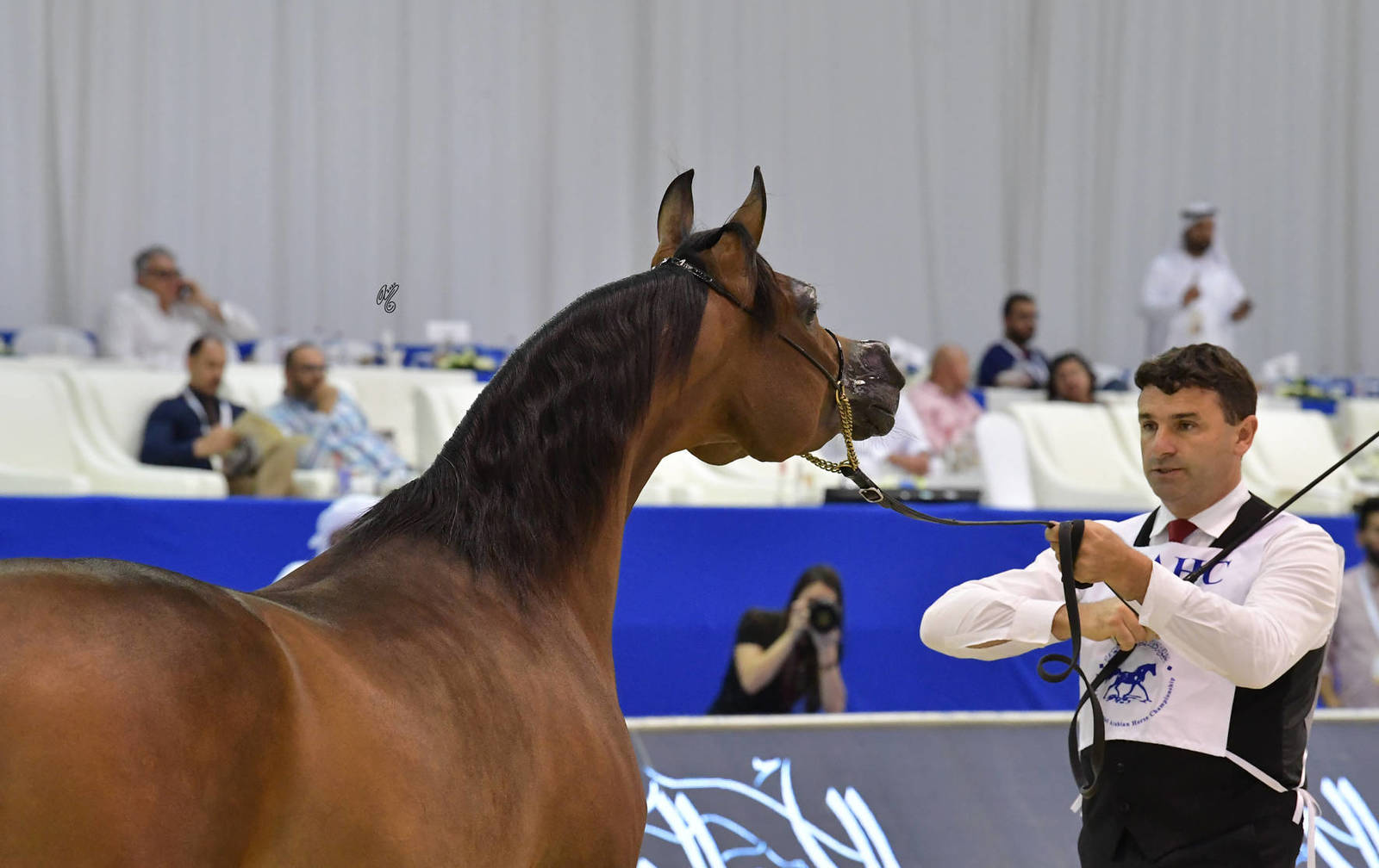 Senior Mare Silver Champion: AJ Tarim (Emerald J X Espinilla) 