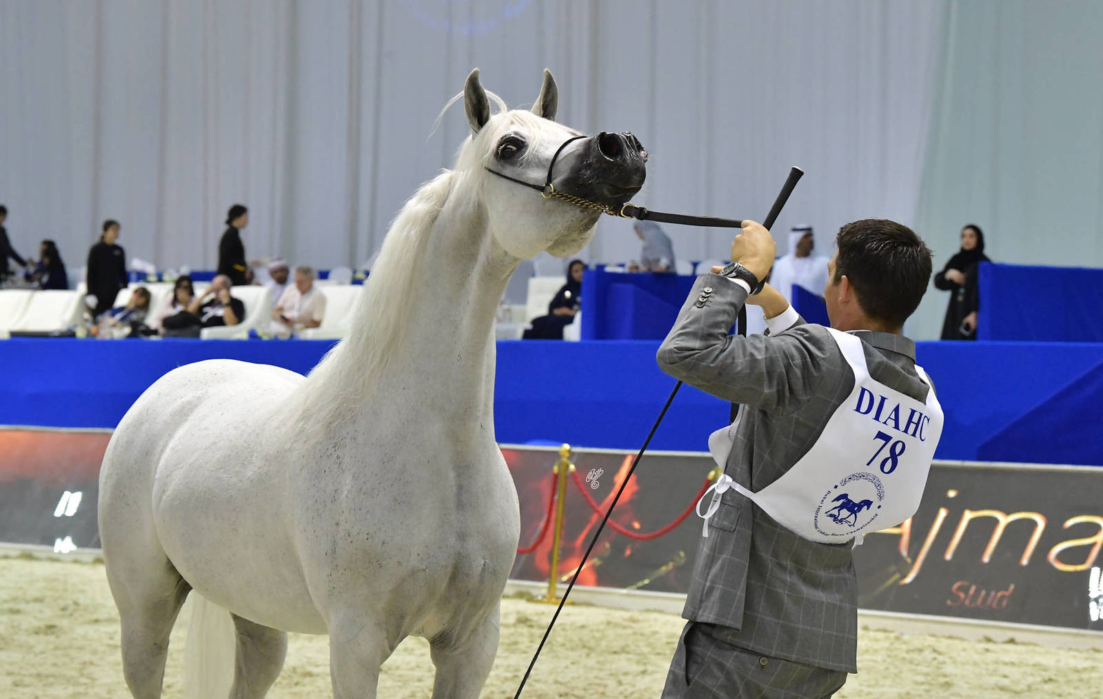 Senior Mare Bronze Champion: Baviera HVP (Marwan Al Shaqab X HB Bessolea) 