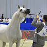 Senior Mare Bronze Champion: Baviera HVP (Marwan Al Shaqab X HB Bessolea) 