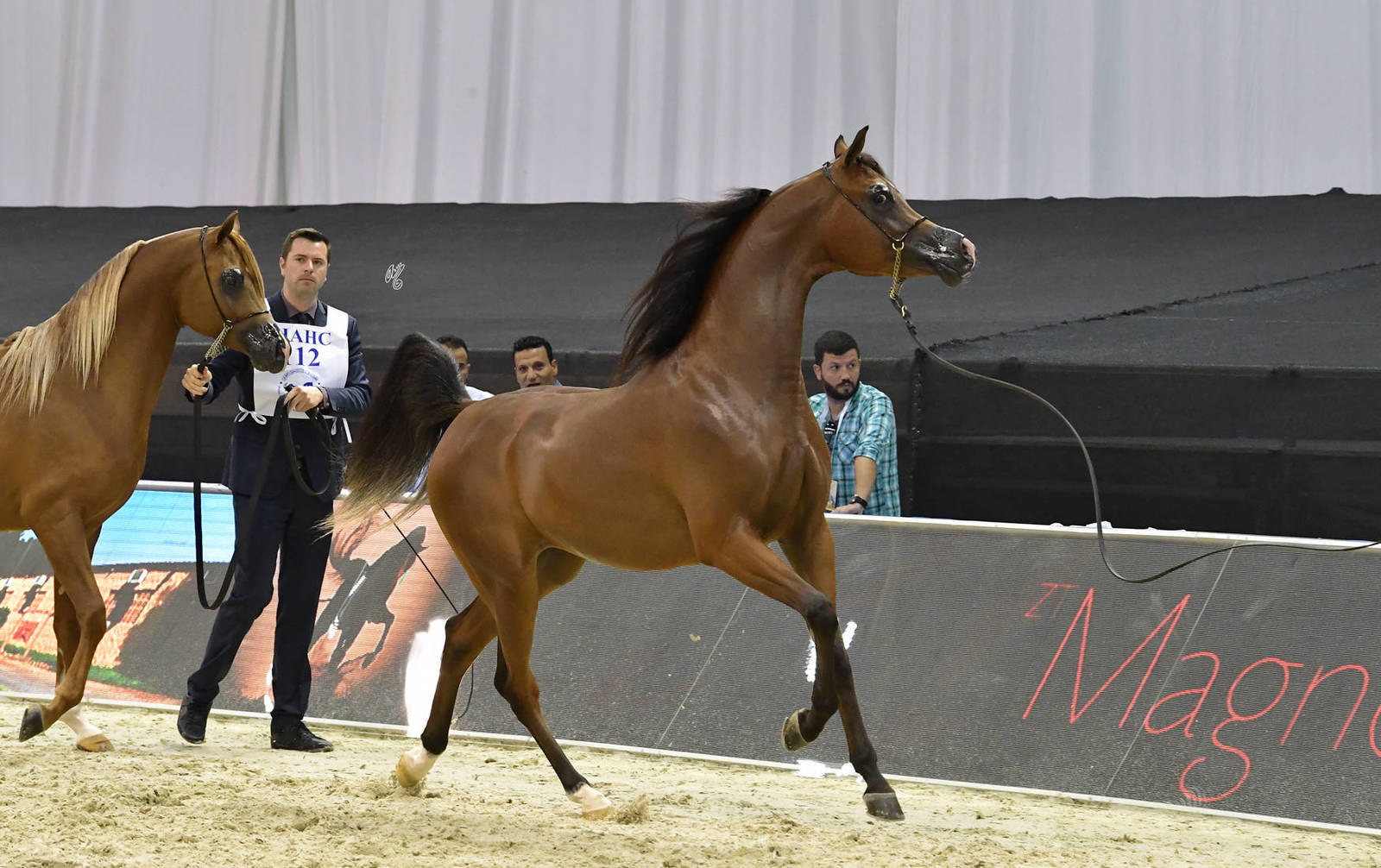 Junior Colt Gold Champion: D Sheimaz (FA El Rasheem X Ladi Veronika) 