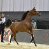 Junior Colt Gold Champion: D Sheimaz (FA El Rasheem X Ladi Veronika) 