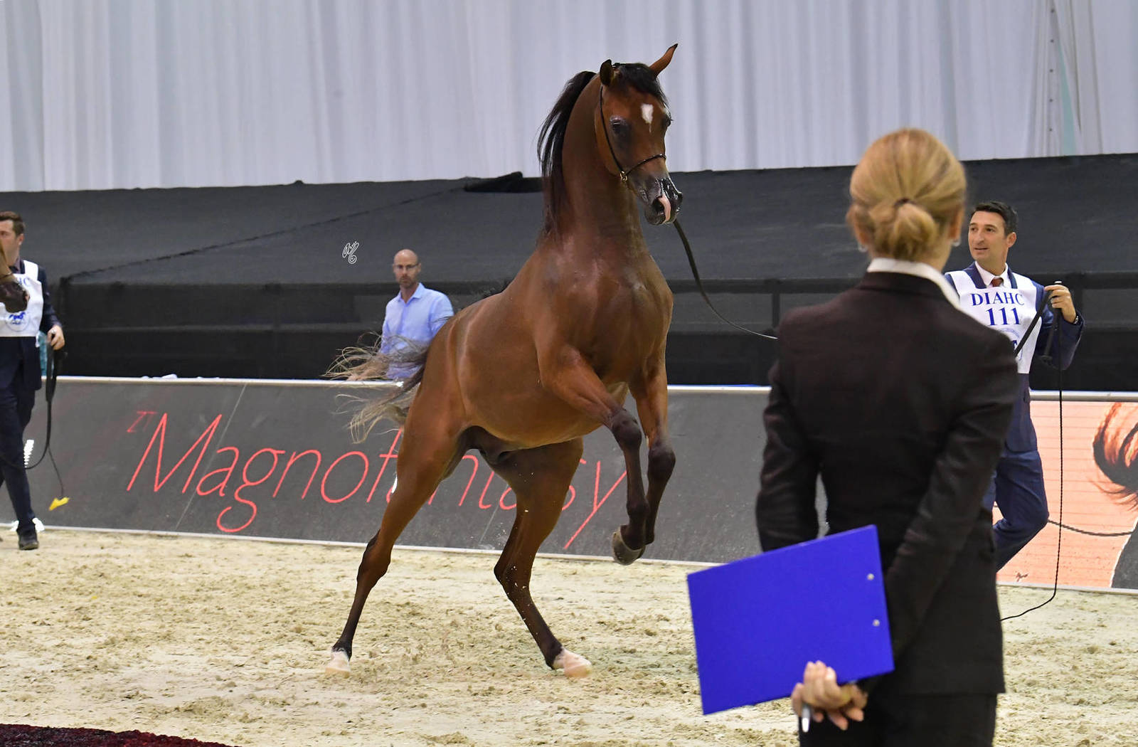 Junior Colt Gold Champion: D Sheimaz (FA El Rasheem X Ladi Veronika) 