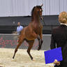 Junior Colt Gold Champion: D Sheimaz (FA El Rasheem X Ladi Veronika) 