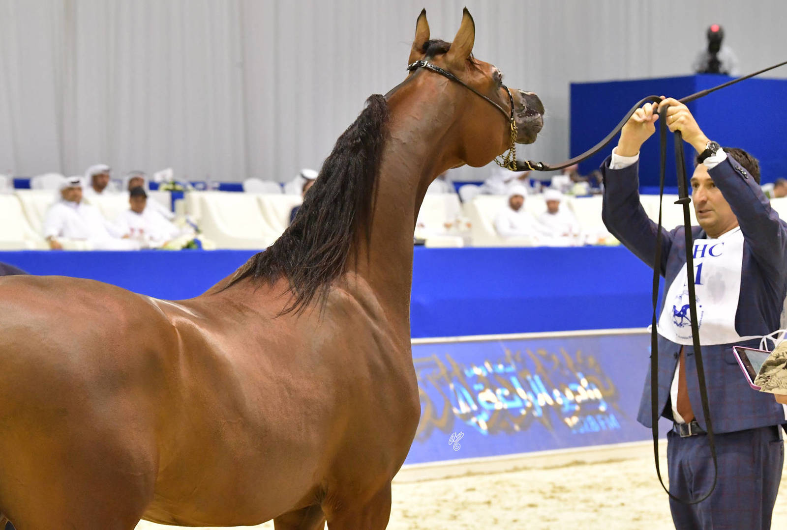 Junior Colt Gold Champion: D Sheimaz (FA El Rasheem X Ladi Veronika) 