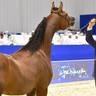 Junior Colt Gold Champion: D Sheimaz (FA El Rasheem X Ladi Veronika) 