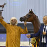 Junior Colt Gold Champion: D Sheimaz (FA El Rasheem X Ladi Veronika) 