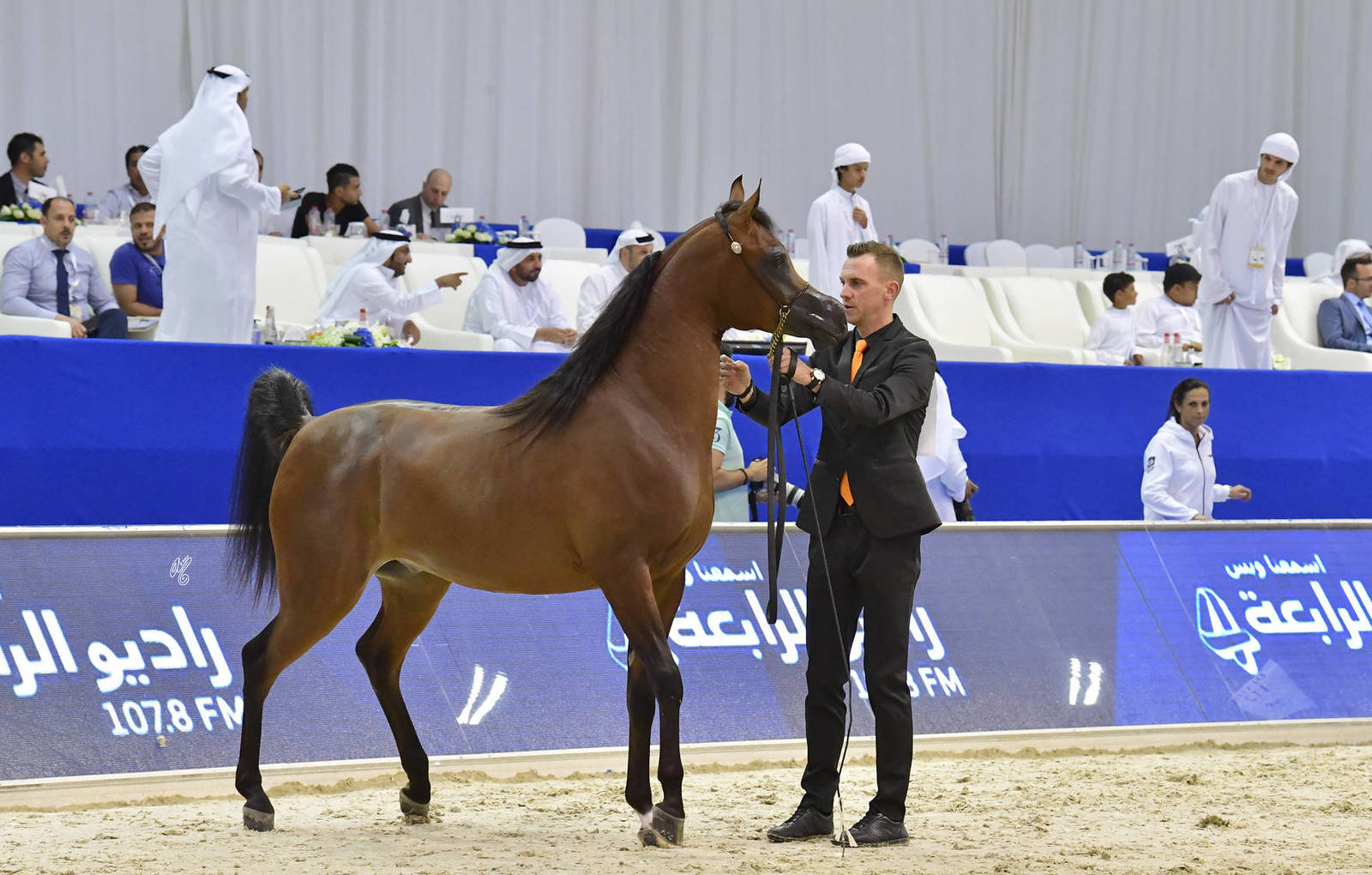 Junior Colt Silver Champion: Muthabahi Al Hawajer (FA El Rasheem X ZT Magrumi) 