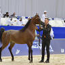 Junior Colt Silver Champion: Muthabahi Al Hawajer (FA El Rasheem X ZT Magrumi) 