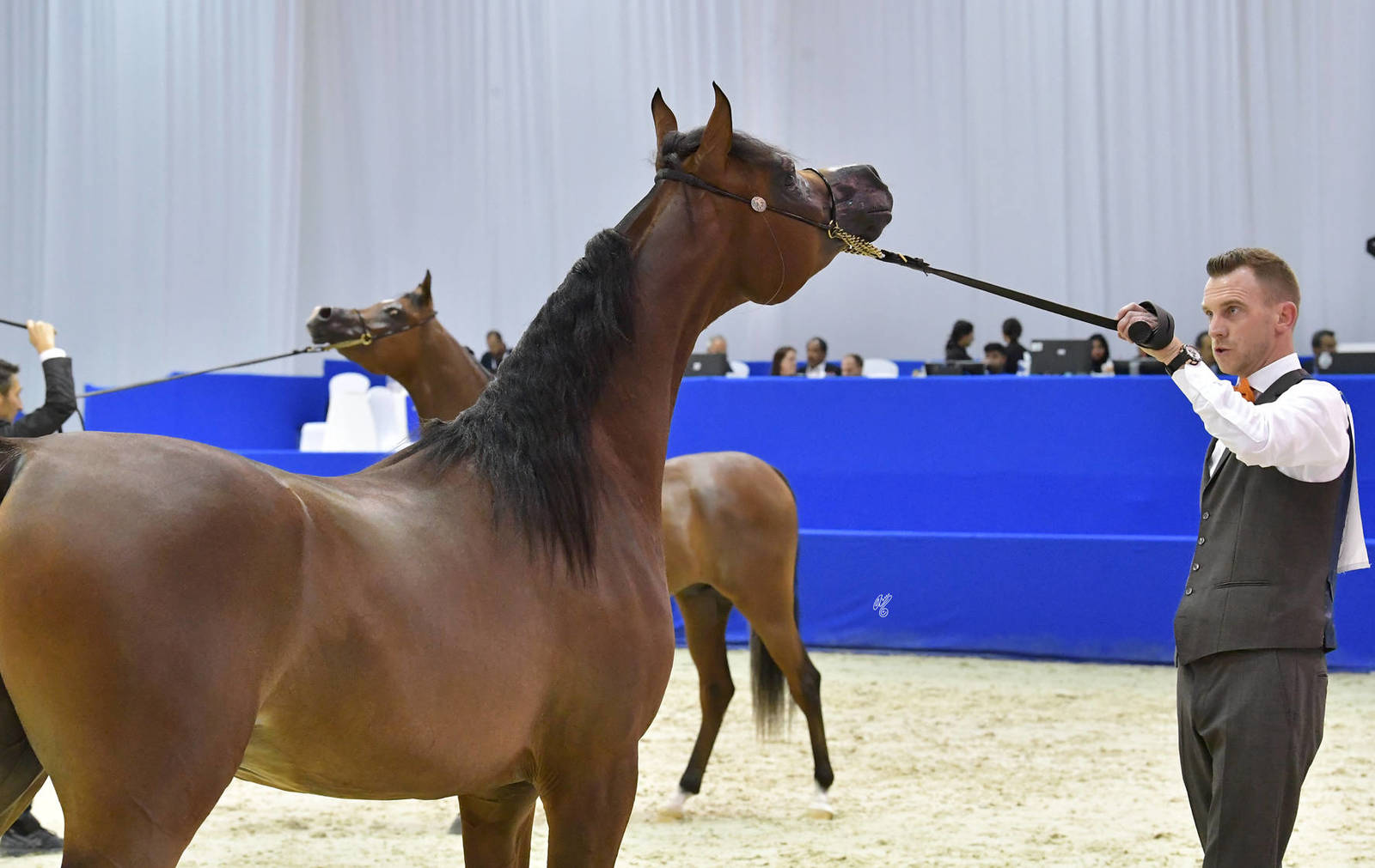 Junior Colt Silver Champion: Muthabahi Al Hawajer (FA El Rasheem X ZT Magrumi) 