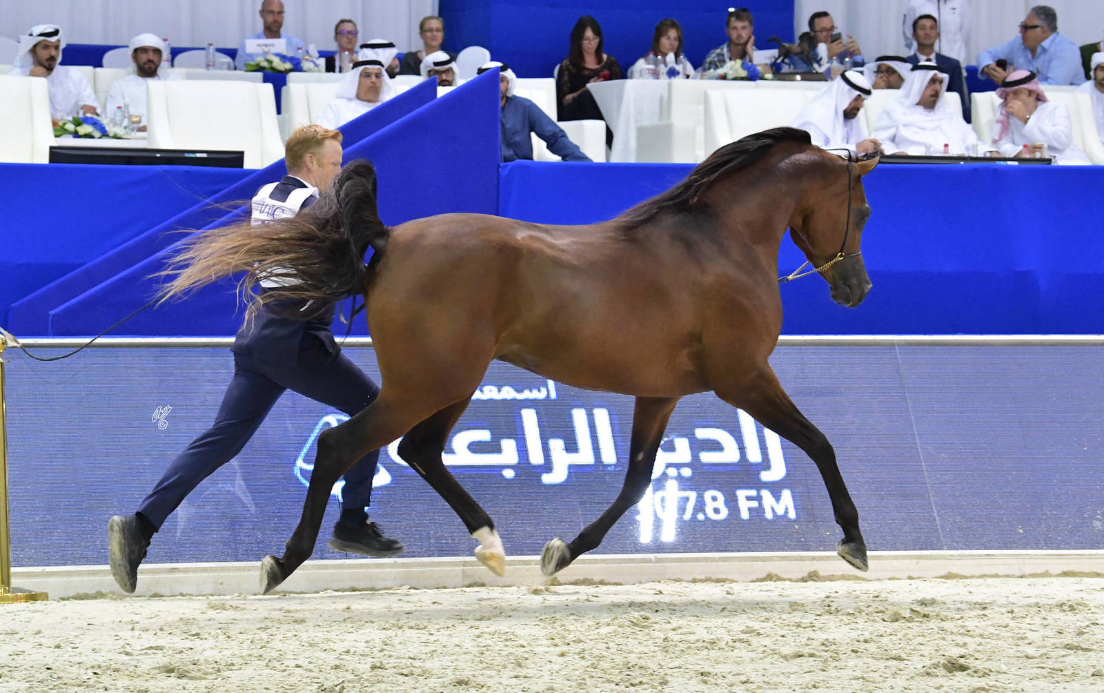 Junior Colt Bronze Champion: Admiraal (Emerald J X Haniyyah) 