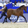 Junior Colt Bronze Champion: Admiraal (Emerald J X Haniyyah) 