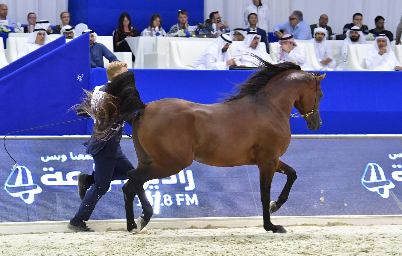 Junior Colt Bronze Champion: Admiraal (Emerald J X Haniyyah) 