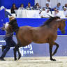 Junior Colt Bronze Champion: Admiraal (Emerald J X Haniyyah) 