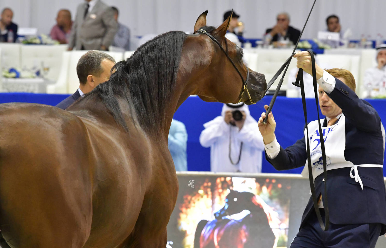 Junior Colt Bronze Champion: Admiraal (Emerald J X Haniyyah) 