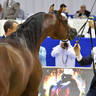 Junior Colt Bronze Champion: Admiraal (Emerald J X Haniyyah) 