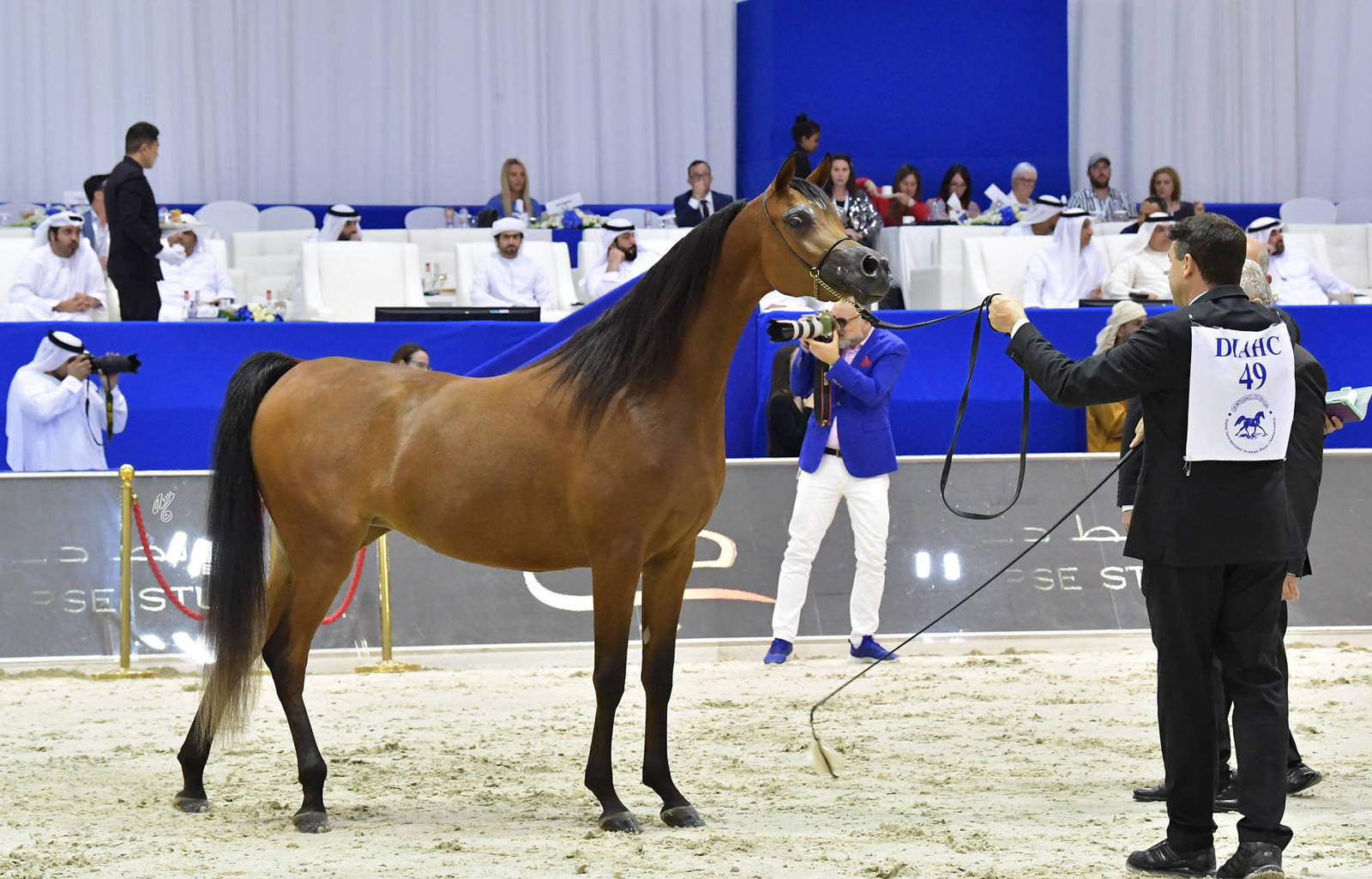 Junior Filly Gold Champion: AJ Samara (AJ Mardan X Sama AM) 