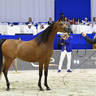 Junior Filly Gold Champion: AJ Samara (AJ Mardan X Sama AM) 