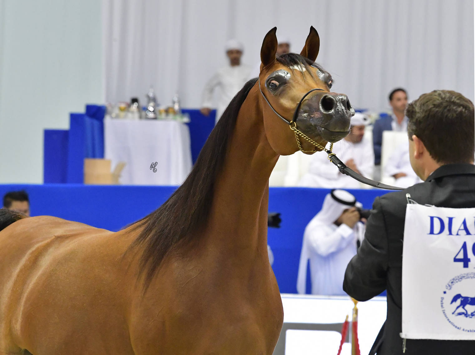Junior Filly Gold Champion: AJ Samara (AJ Mardan X Sama AM) 