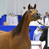 Junior Filly Gold Champion: AJ Samara (AJ Mardan X Sama AM) 
