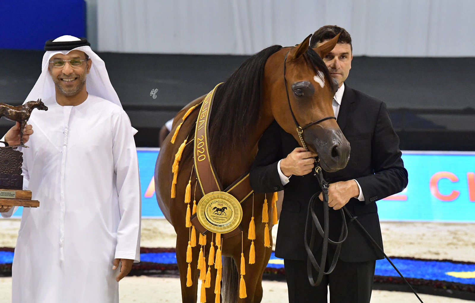 Junior Filly Gold Champion: AJ Samara (AJ Mardan X Sama AM) 