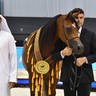 Junior Filly Gold Champion: AJ Samara (AJ Mardan X Sama AM) 