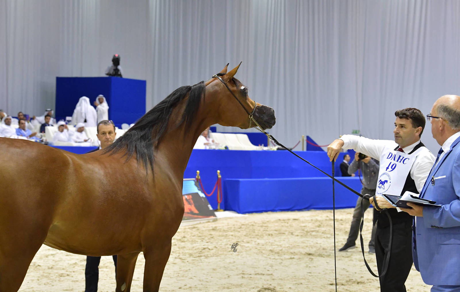 Junior Filly Gold Champion: AJ Samara (AJ Mardan X Sama AM) 