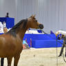 Junior Filly Gold Champion: AJ Samara (AJ Mardan X Sama AM) 