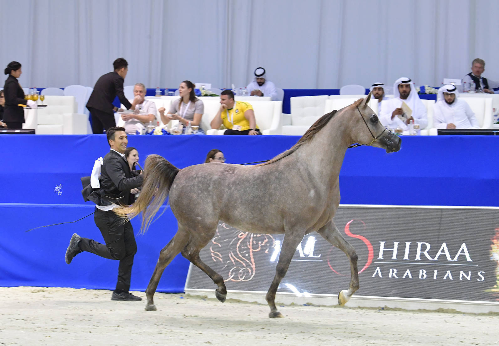 Junior Filly Silver Champion: D Judi (AJ Azzam X Elle Flamenca) 