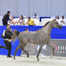 Junior Filly Silver Champion: D Judi (AJ Azzam X Elle Flamenca) 