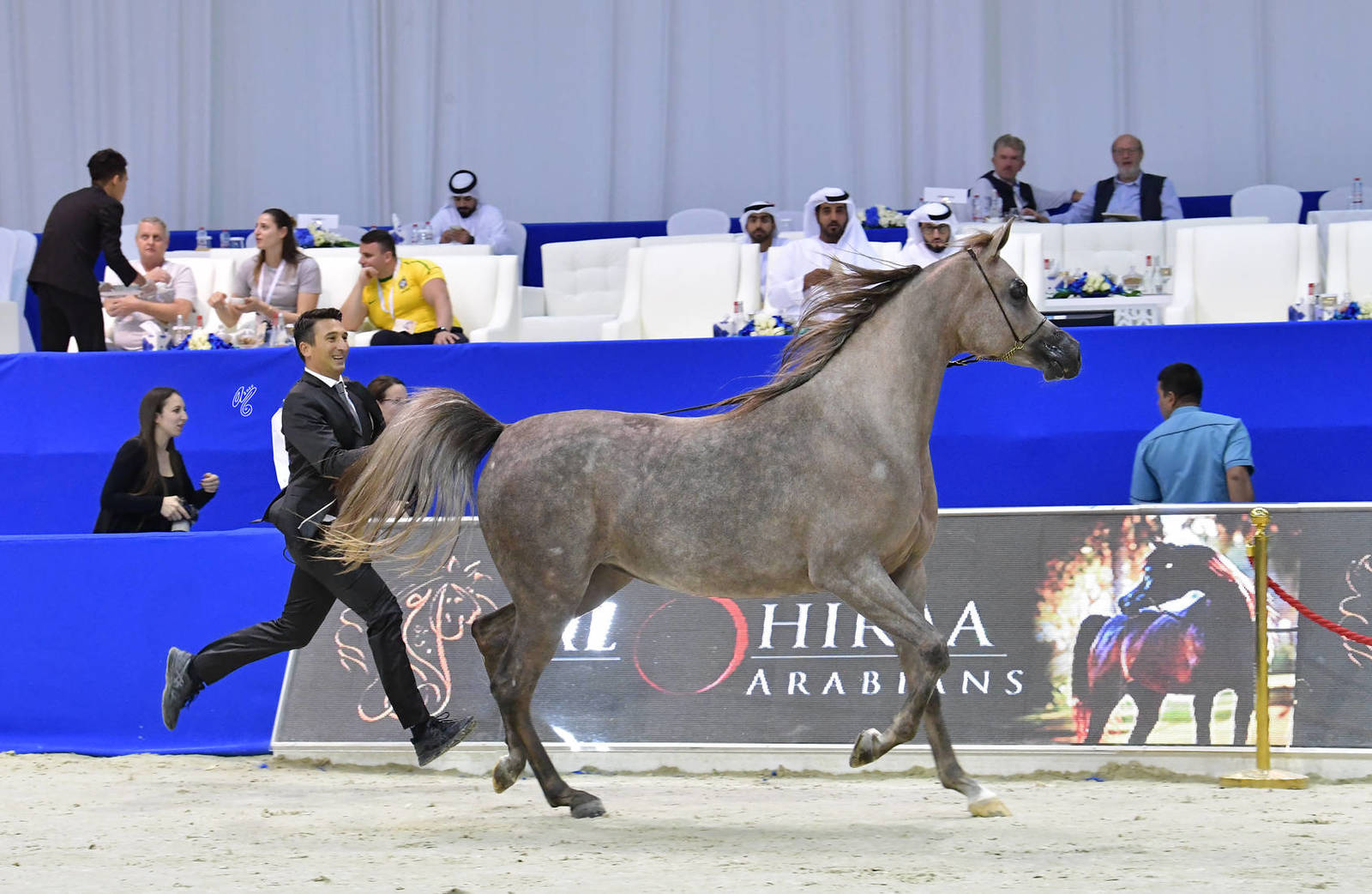 Junior Filly Silver Champion: D Judi (AJ Azzam X Elle Flamenca) 