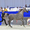 Junior Filly Silver Champion: D Judi (AJ Azzam X Elle Flamenca) 