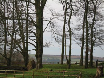 The beautiful pastures at Georgian Arabians(above & below)
