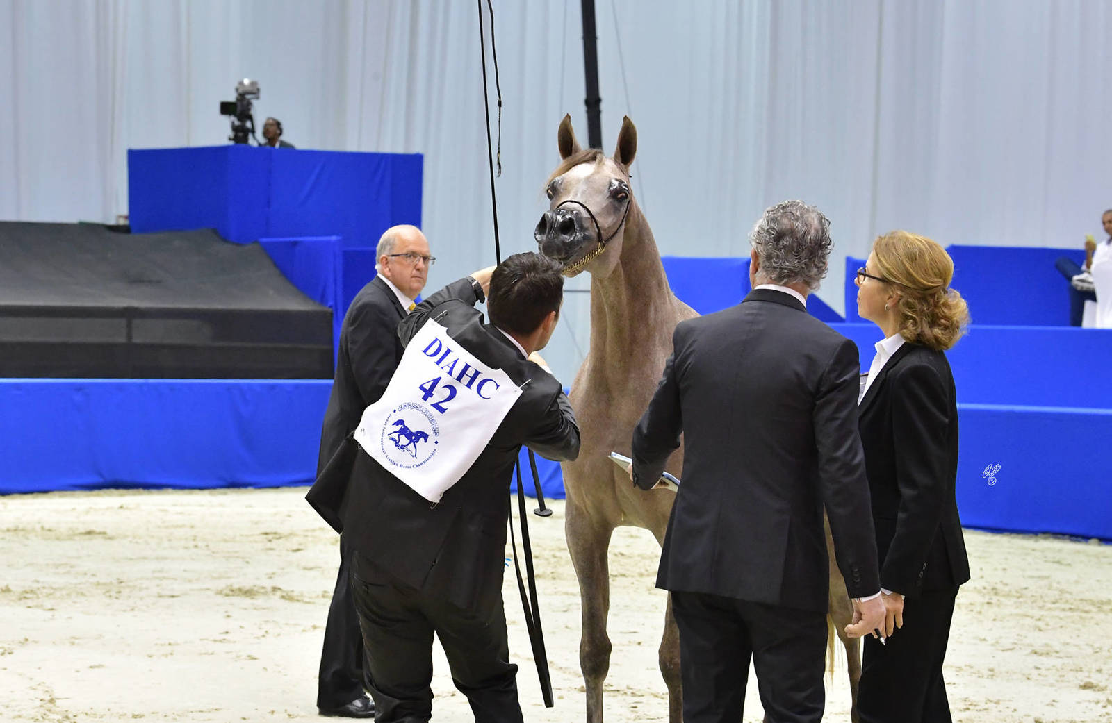 Junior Filly Silver Champion: D Judi (AJ Azzam X Elle Flamenca) 