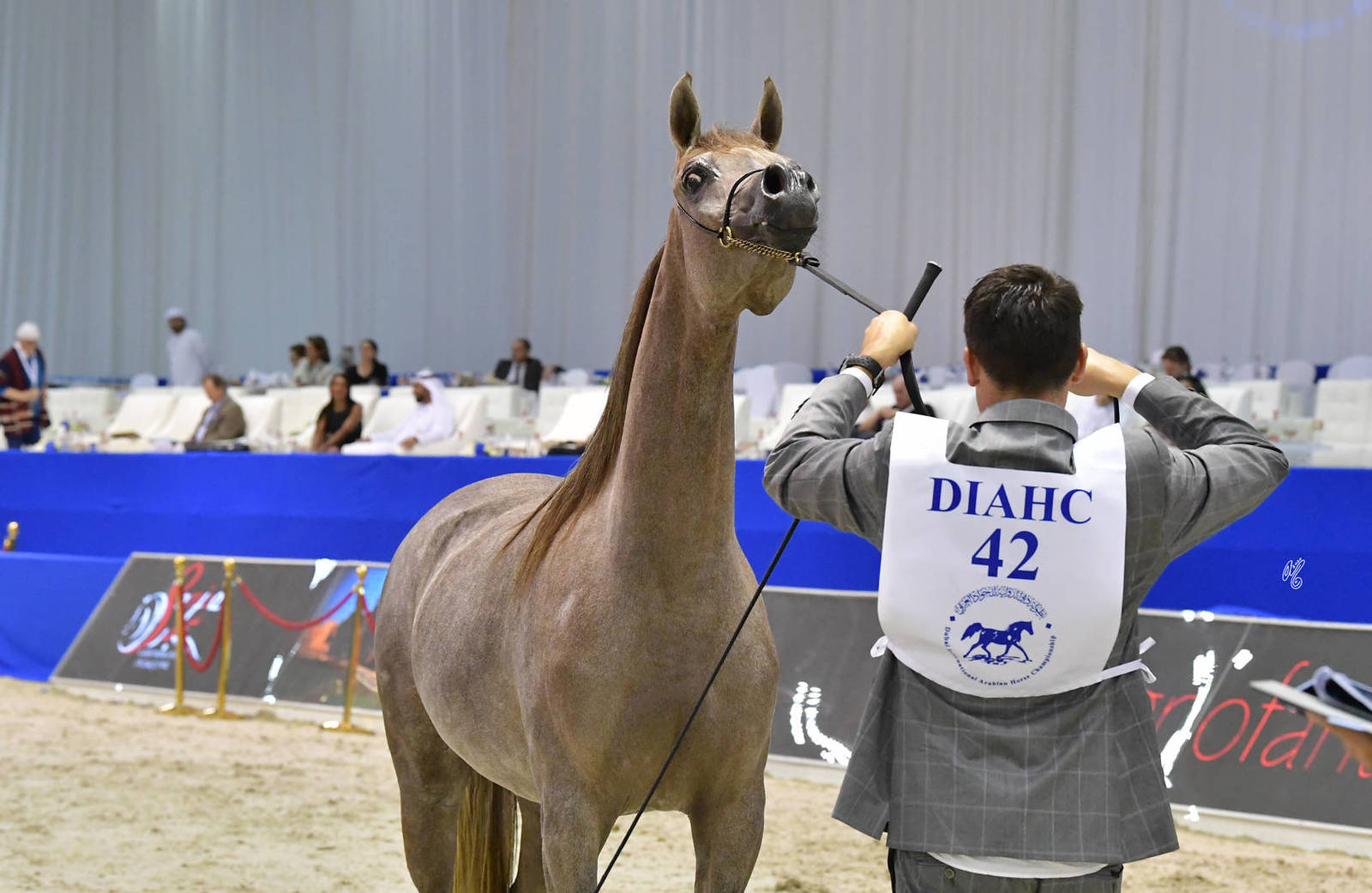 Junior Filly Silver Champion: D Judi (AJ Azzam X Elle Flamenca) 