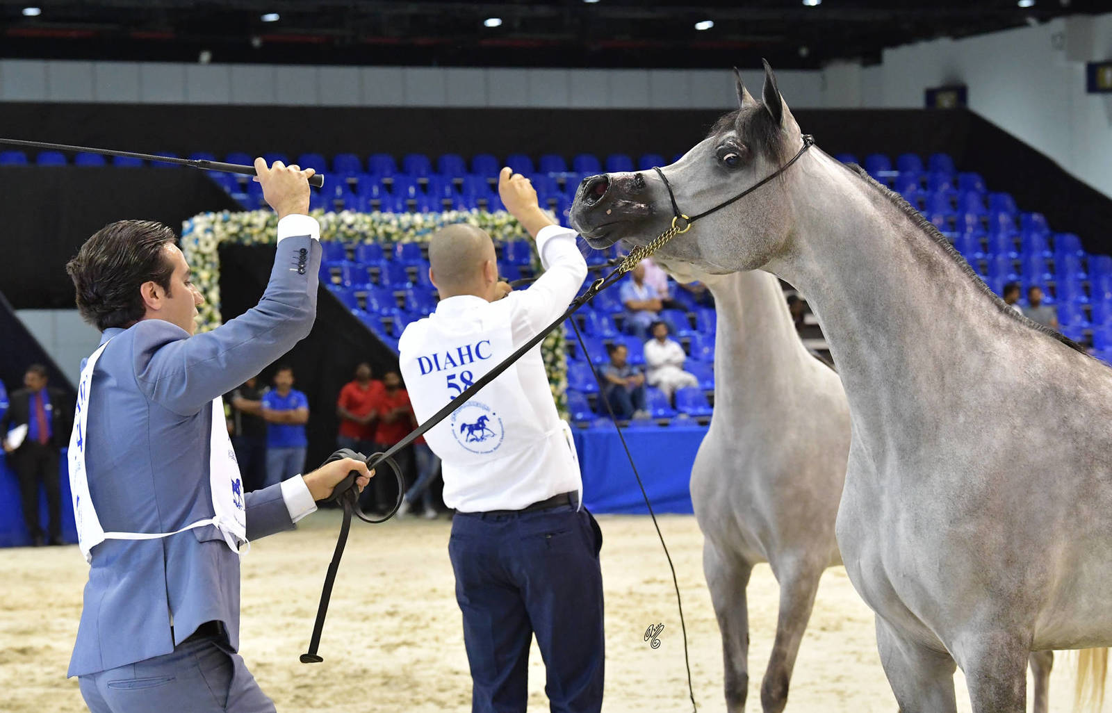 Junior Filly Bronze Champion: D Shihanah (FA El Rasheem X D Shahla) 