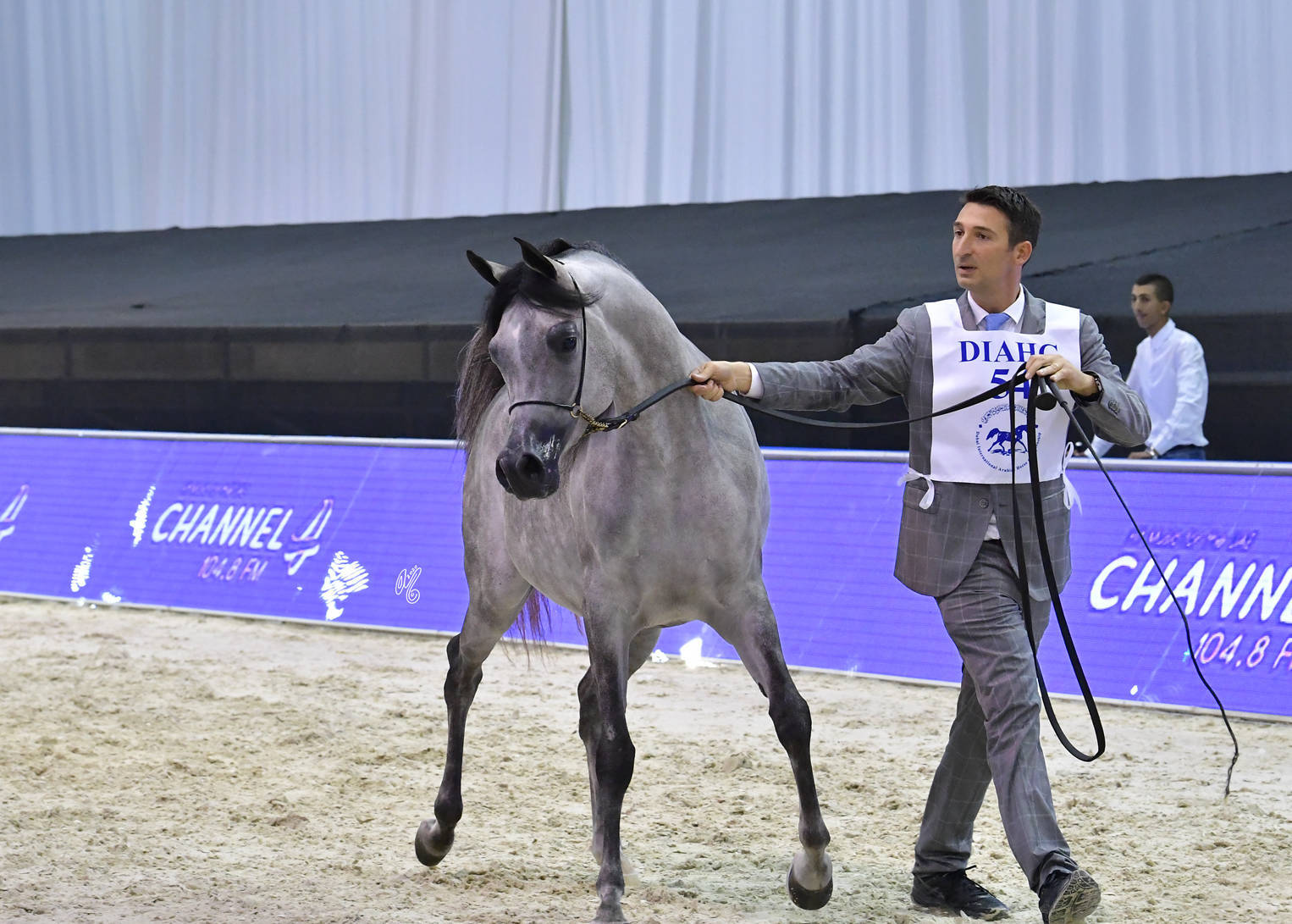 Junior Filly Bronze Champion: D Shihanah (FA El Rasheem X D Shahla) 