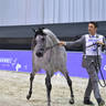 Junior Filly Bronze Champion: D Shihanah (FA El Rasheem X D Shahla) 