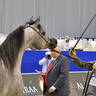 Junior Filly Bronze Champion: D Shihanah (FA El Rasheem X D Shahla) 