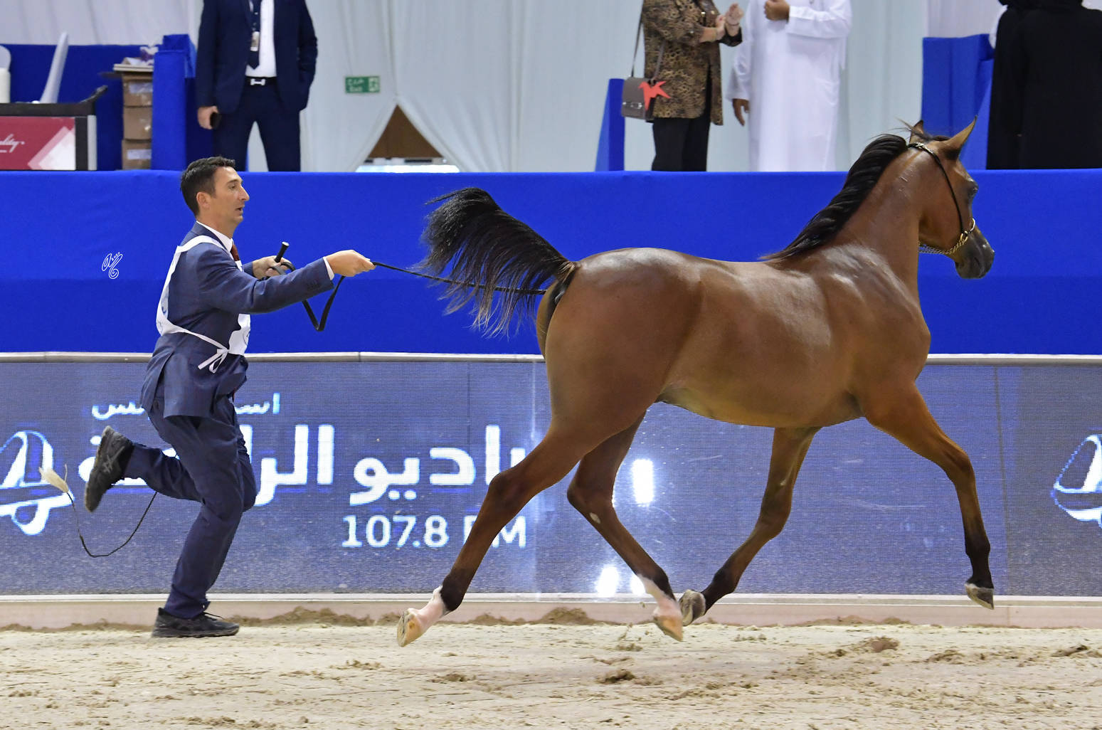 Yearling Colt Gold Champion: D Shaheer (AJ Marzan X D Shahla) 