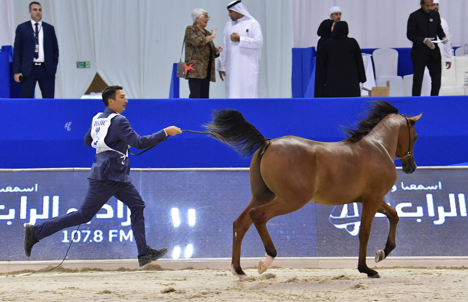 Yearling Colt Gold Champion: D Shaheer (AJ Marzan X D Shahla) 