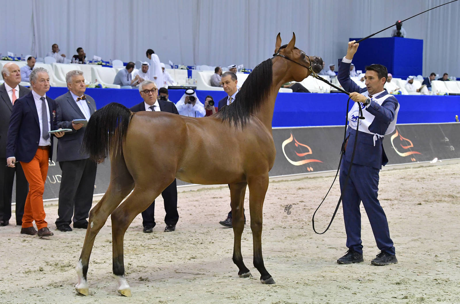 Yearling Colt Gold Champion: D Shaheer (AJ Marzan X D Shahla) 