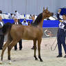 Yearling Colt Gold Champion: D Shaheer (AJ Marzan X D Shahla) 