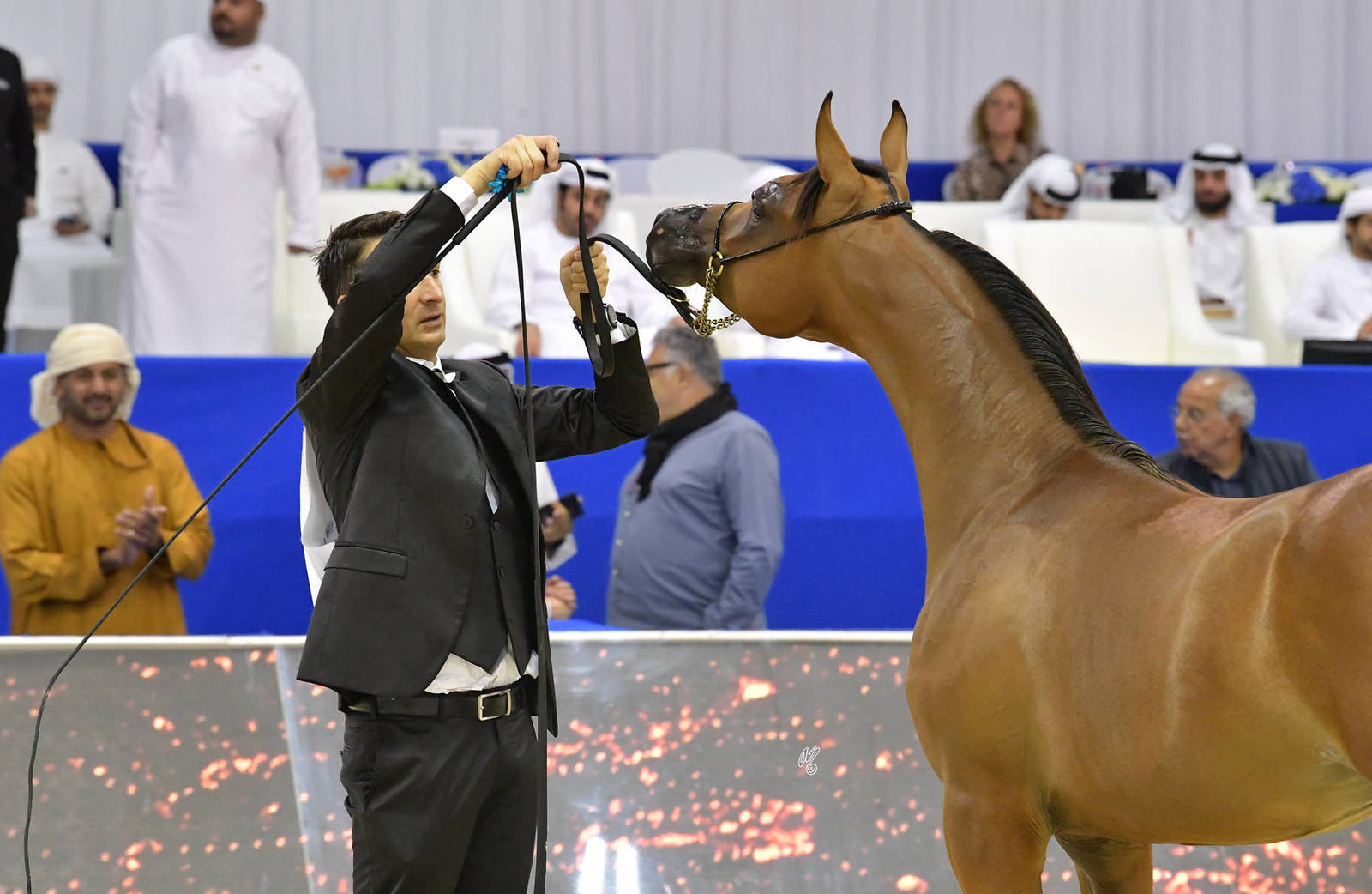 Yearling Colt Gold Champion: D Shaheer (AJ Marzan X D Shahla) 