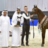 Yearling Colt Silver Champion: Ghaly Al Hawajer (Dominic M X Ghalyah Al Hawajer) 