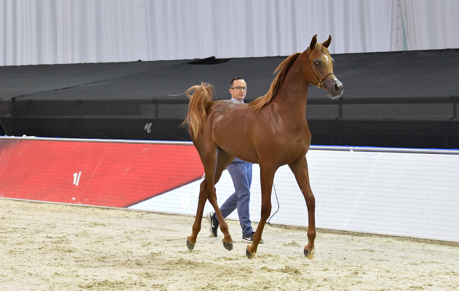 Yearling Colt Bronze Champion: Arjuwan Al Bidayer (AJ Marzan X Allezandra Albidayer) 