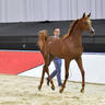 Yearling Colt Bronze Champion: Arjuwan Al Bidayer (AJ Marzan X Allezandra Albidayer) 