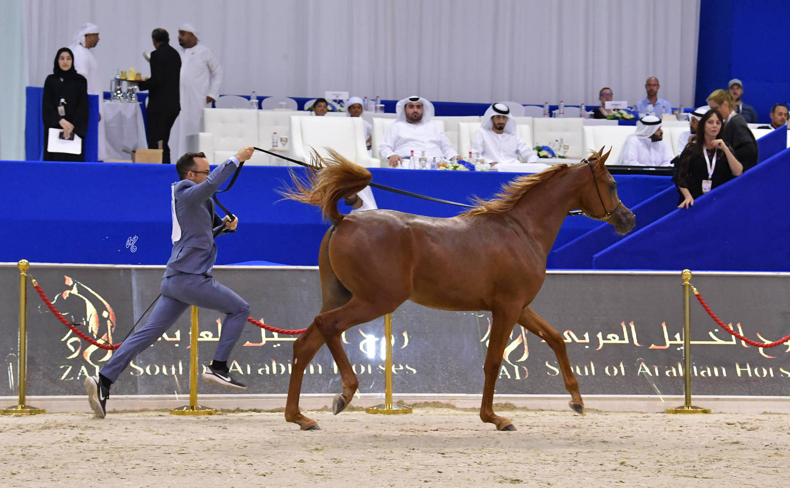 Yearling Colt Bronze Champion: Arjuwan Al Bidayer (AJ Marzan X Allezandra Albidayer) 