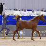 Yearling Colt Bronze Champion: Arjuwan Al Bidayer (AJ Marzan X Allezandra Albidayer) 