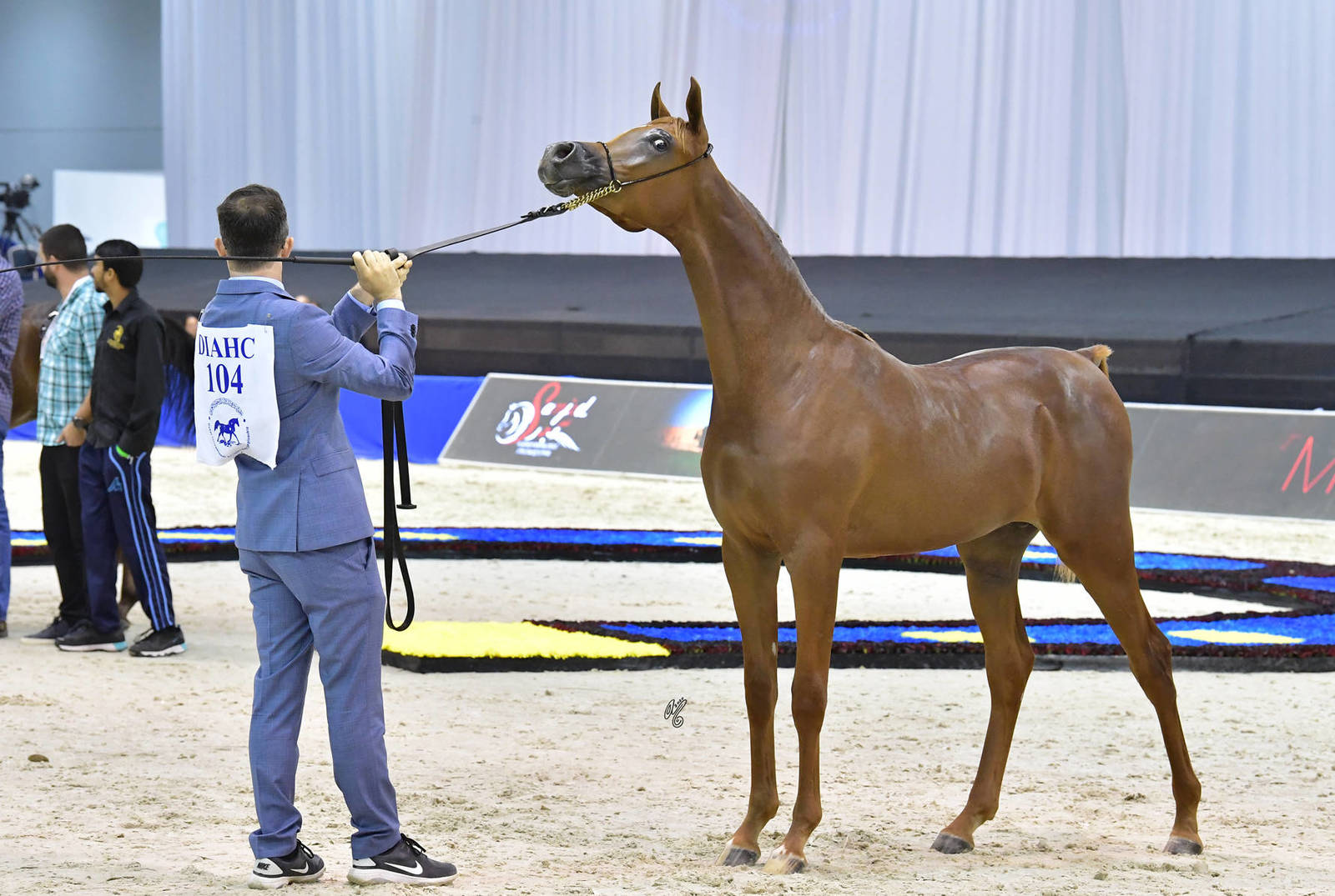 Yearling Colt Bronze Champion: Arjuwan Al Bidayer (AJ Marzan X Allezandra Albidayer) 